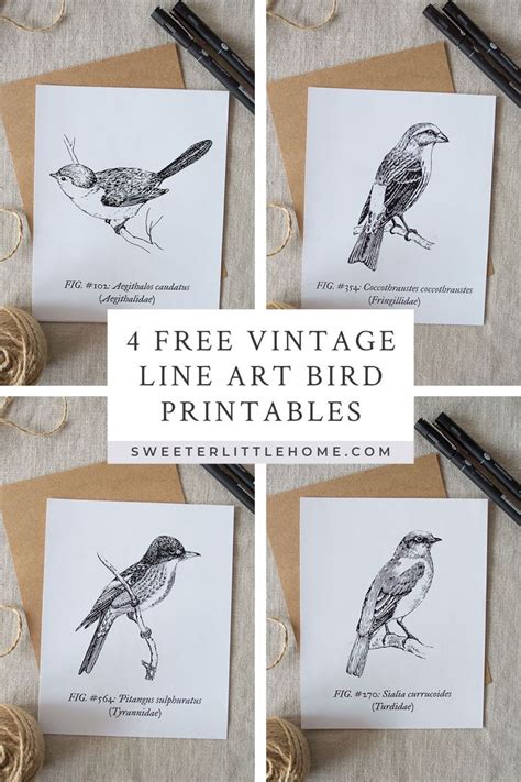 Free printable vintage bird line art Vogel Illustration, Vintage Bird Illustration, Free ...