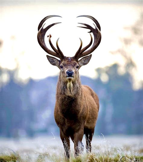 🔥 Majestic 12-point buck : r/NatureIsFuckingLit