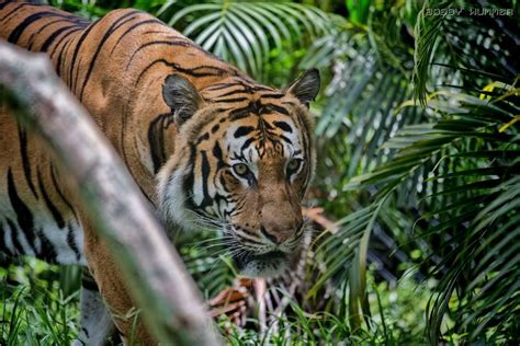 The Malayan tiger is the national animal of Malaysia... come meet Mata and Berapi in Tiger Falls ...