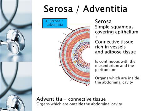 Digestive Tract. - ppt video online download