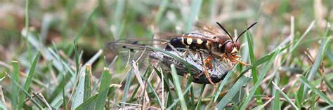 Cicada Killer Control: How to Get Rid of Cicada Killer Wasps ...