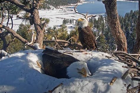 Watch rare livestream of bald eagles nesting on eggs in California | New Scientist