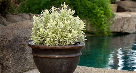 Top 10 “Always-On” Plants #gardening #gardens #plants #alwaysonplants #planting Rock Garden ...