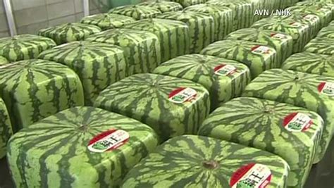 Japan's square watermelons gain popularity - ABC7 Chicago