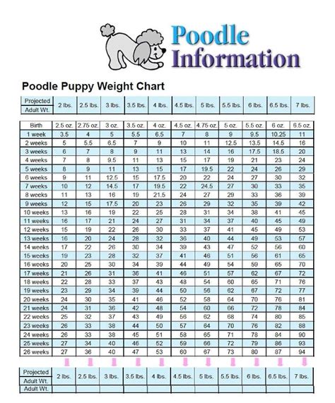 Toy Poodle Puppy Growth Chart | Wow Blog