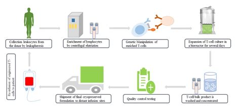 T Cell Immunotherapy: A New Paradigm in Cancer Treatment