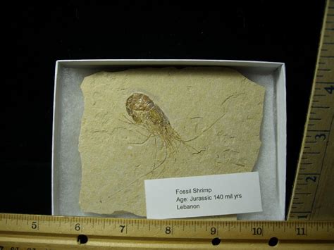 Fossil Shrimp Specimen (101020b) - The Stones & Bones Collection