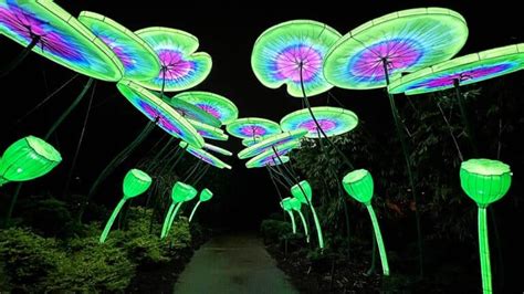 2025 Colors of the Wild Jacksonville ZOOLights Lantern Experience ...