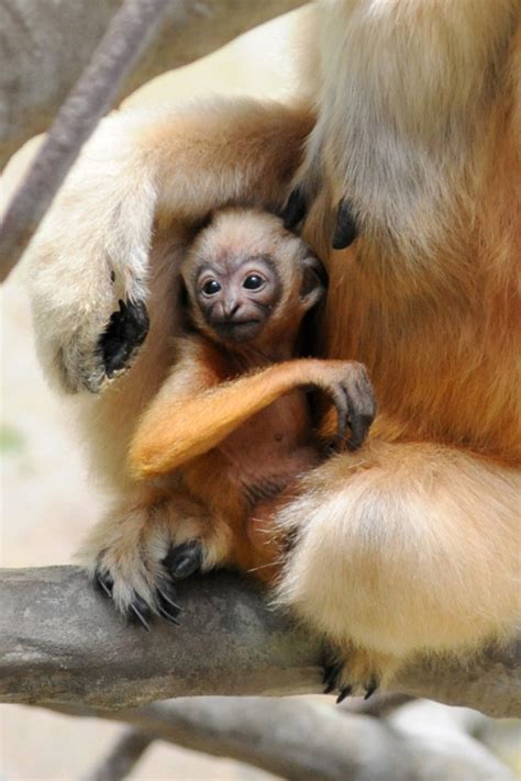 Endangered speicies: Hainan black-crested Gibbon