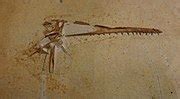 Category:Unidentified Pterosauria fossils - Wikimedia Commons