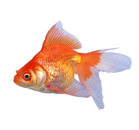 Petco Goldfish