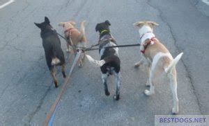 A pack full of dogs - Best Dogs