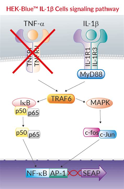 HEK-Blue IL-1beta Cells | human IL-1 beta Reporter Cells