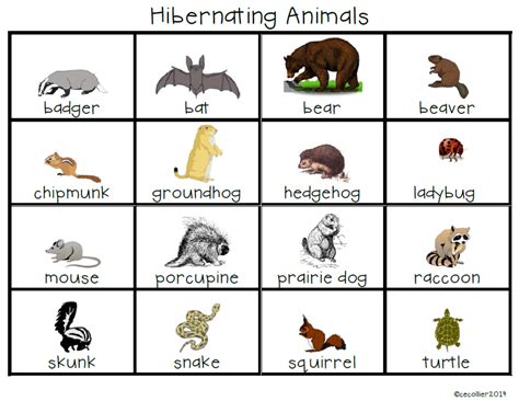 December Day 16 - Hibernating Animals | The W.I.S.E. Owl