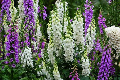 11 of the Best Foxglove Varieties | Gardener’s Path