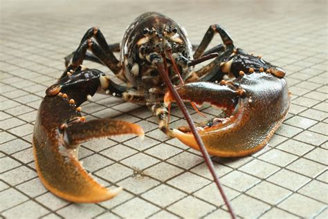 Rare Orange Lobster Sent To Museum