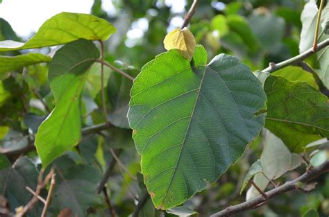 Alchornea cordifolia - afrykańskie ziele przeciwbakteryjne - Blog zielarski