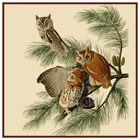 Screech Owls Bird Illustration by John James Audubon Counted Cross ...