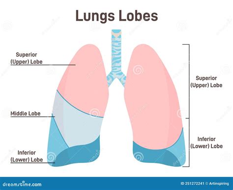 Lungs Lobes Anatomy. Respiratory System Main Organ Structure Cartoon Vector | CartoonDealer.com ...