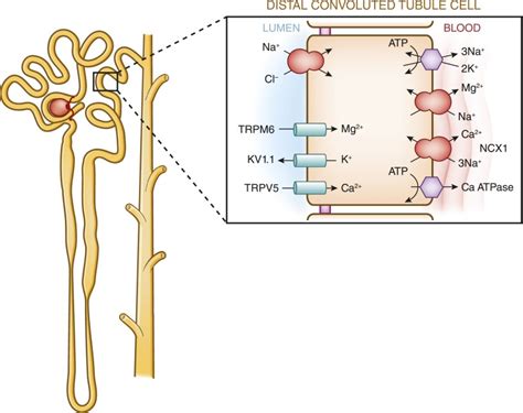 side effects - How does amiloride increase calcium reabsorption in the ...