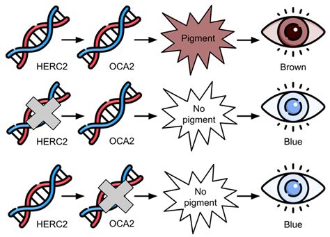 The Genetics of Eye Color