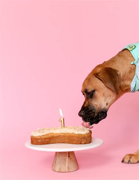 The Best Healthy Dog Birthday Cake - Healthnut Nutrition