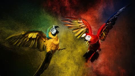 Scarlet Macaw Wallpaper