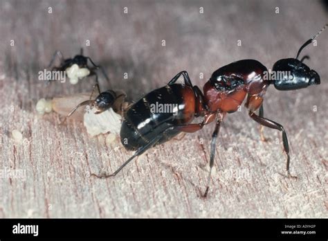 carpenter ants (Camponotus ligniperda), queen Stock Photo - Alamy