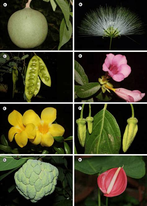 A, Aegle marmelos; B, Albizia lebbeck, flower; C, Albizia lebbeck,... | Download Scientific Diagram