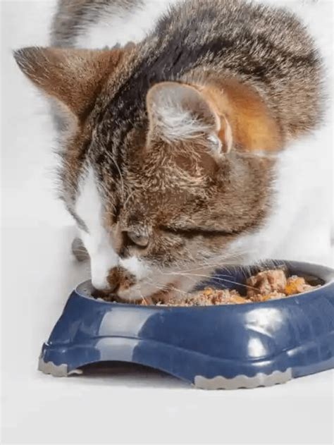 What are the benefits of Wet Cat Food? Story - The Discerning Cat