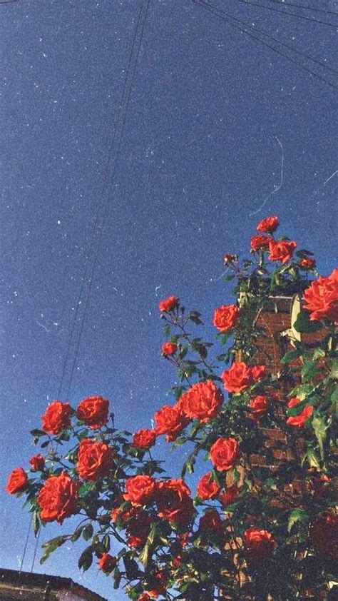 Aesthetic Vintage Rose HD phone wallpaper | Pxfuel