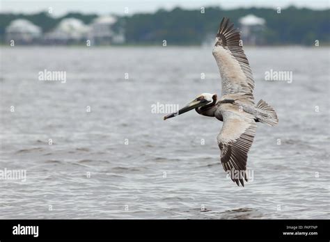 Pelican flying over water Stock Photo - Alamy