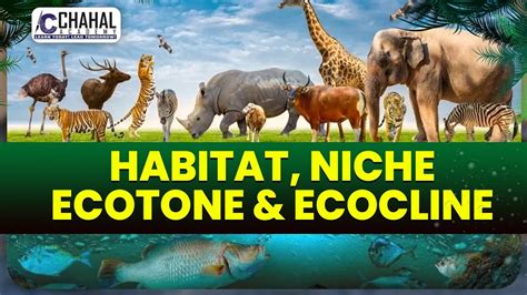 Difference Between Habitat, Niche, Ecotone & Ecocline for IAS/UPSC CSE: Environment Simplified ...