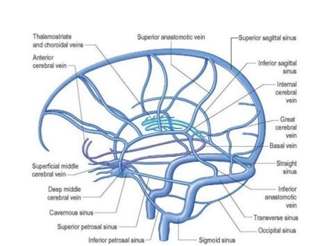 70以上 dural sinuses labeled 195691-What is dural sinus