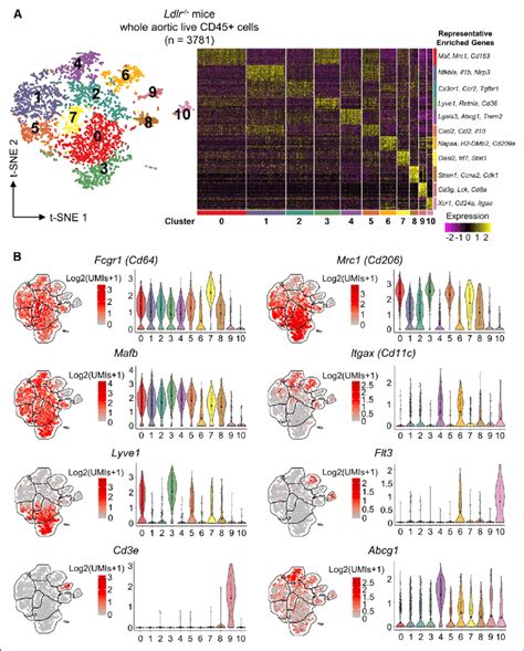 Single-cell RNA sequencing (scRNA-seq) reveals macrophage... | Download ...