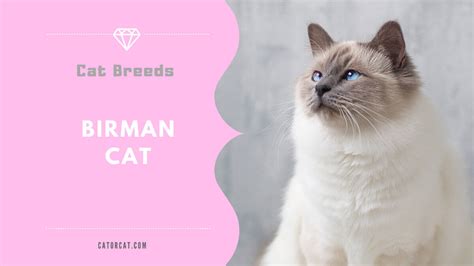 Birman Cat Breed - Facts, Origin, History and Personality Traits