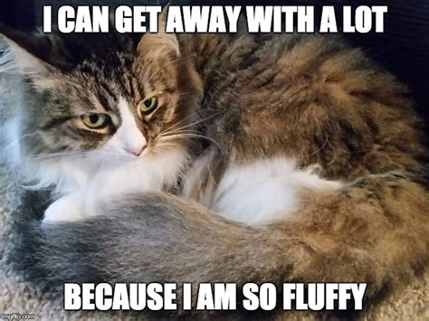 Fluffy cat Latest Memes - Imgflip