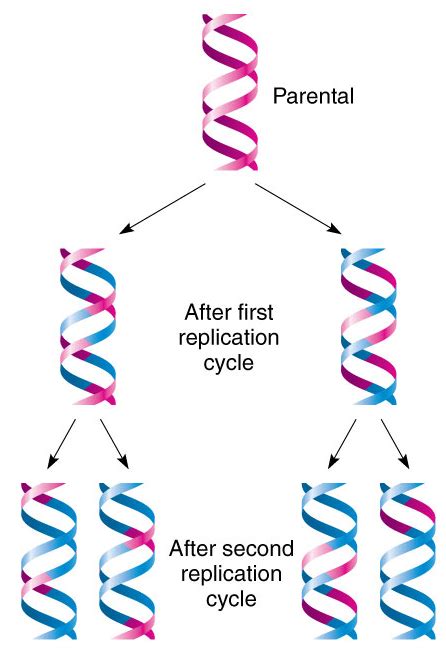 Different Types Of Dna Replication