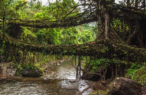 Living Root Bridges Of Cherrapunji • The Mysterious India