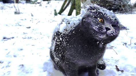 Video: The Most Adorable Cat in Snow Moments