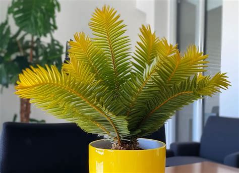 Why Is My Sago Palm Turning Yellow? Quick Solutions