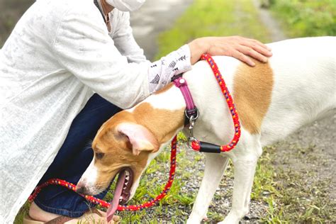 Is It Safe To Use Sudocrem For Dogs? All Benefits & Threats