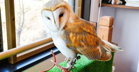 Video of Owl Cafe in Tokyo Makes Us Want to Book a Flight ASAP ...