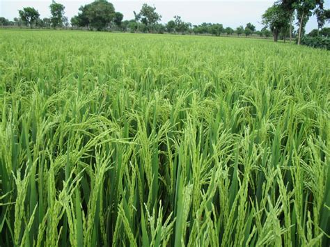 Toko Pertanian SINAR AGRO: Kunjungan ke lahan petani padi