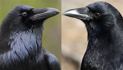 Raven vs Crow: How to Tell the Difference — A Definitive Guide