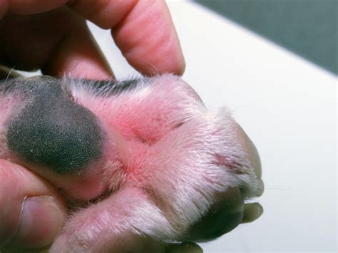 The Animal Healer: YEAST INFECTION IN DOGS : CAUSES AND TREATMENT