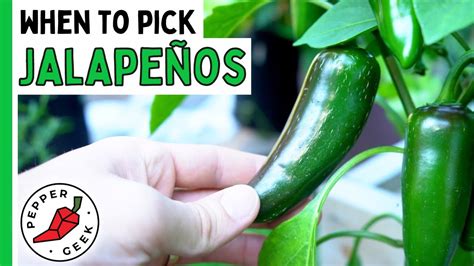 Why Do Jalapenos Turn Red - Asking List