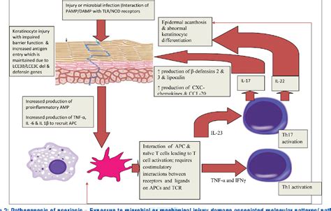 Figure 2 from Pathophysiology of psoriasis. | Semantic Scholar