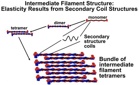 18.12: Intermediate Filaments - Biology LibreTexts