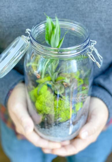 DIY Closed Terrarium at Home | Online class & kit | ClassBento